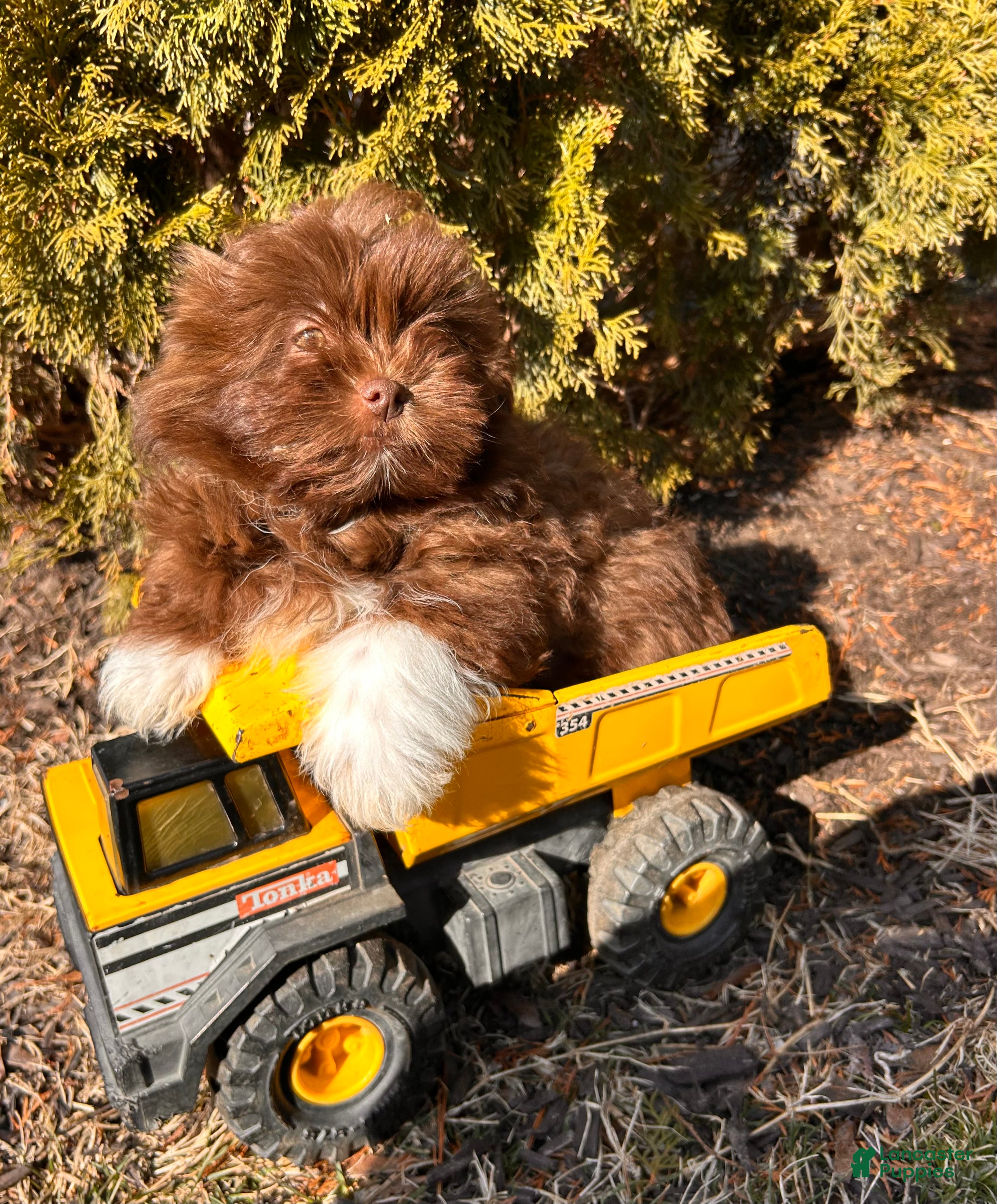 Mixed Breed dogs Gulliver - Ad 2