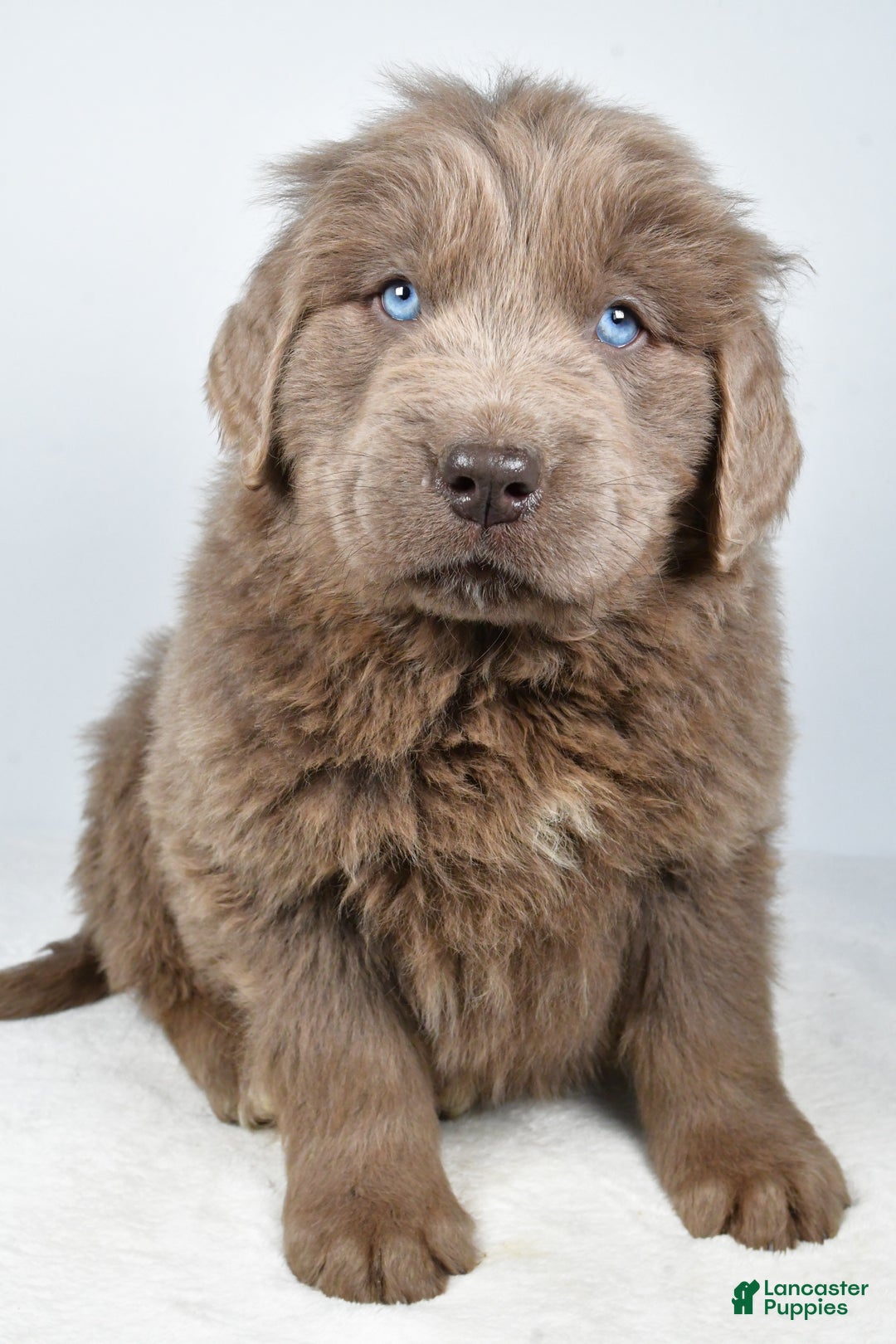 Newfoundland dogs for sale: Dallas - Ad 3