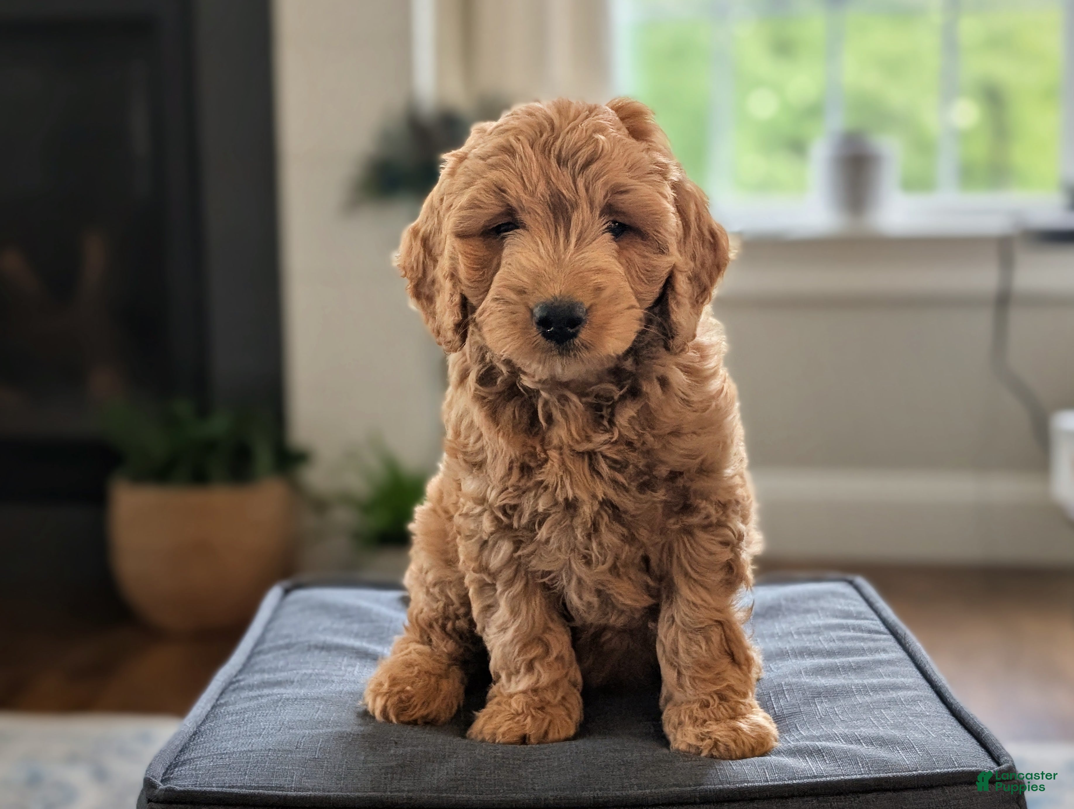 Mini Goldendoodle dogs Captain - Ad 1