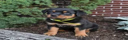 Rottweiler dogs for sale: Brownie - Ad 3
