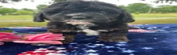 Shihpoo dogs for sale: Shelby - Ad 4