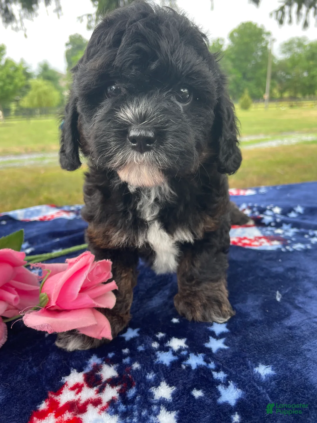 Shihpoo dogs for sale: Shelby - Ad 4