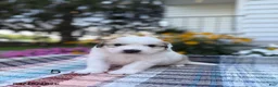 Great Pyrenees dogs for sale: Clark - Ad 4
