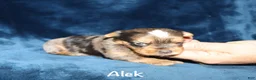 Yorkshire Terrier dogs for sale: Alek - Ad 4