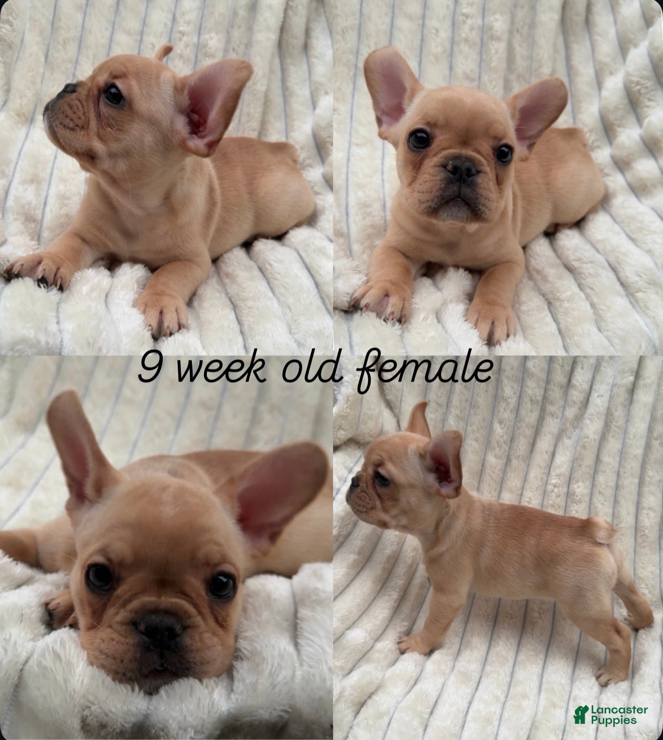 French Bulldog dogs for sale: French Bulldog 6 - Ad 2