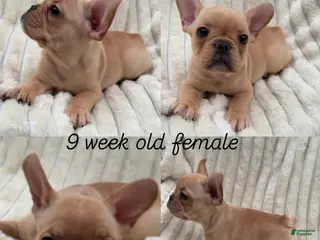 French Bulldog dogs French Bulldog 6 - Ad 21