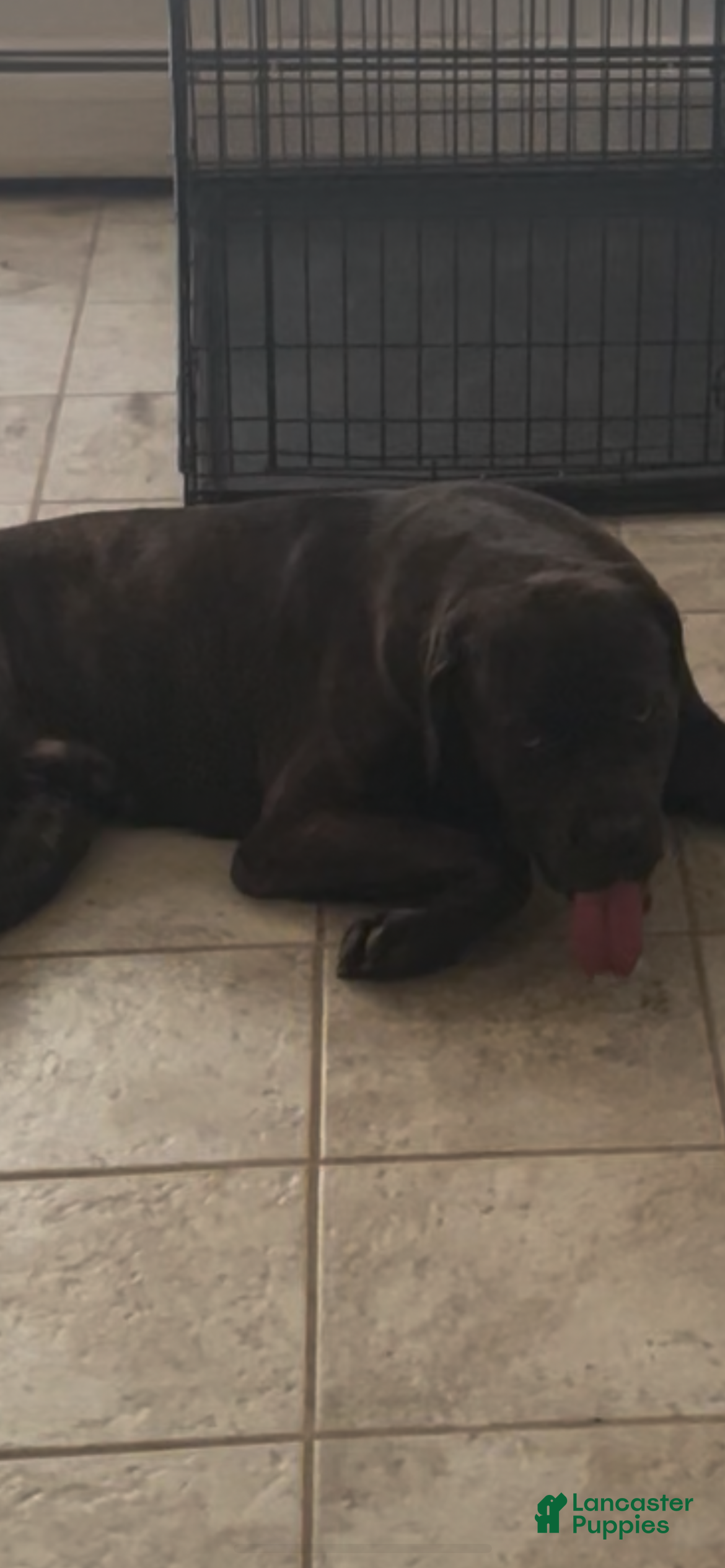 Cane Corso dogs Cane Corso Puppy 1 - Ad 15