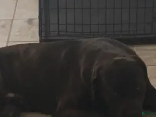 Cane Corso dogs Cane Corso Puppy 1 - Ad 15