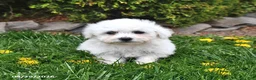 Bichon Frise dogs for sale: Snowball - Ad 1