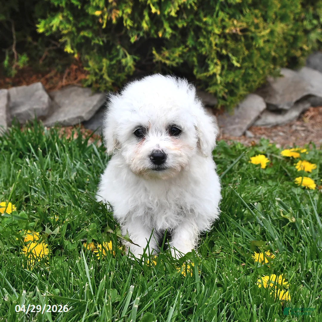 Bichon Frise dogs for sale: Snowball - Ad 1