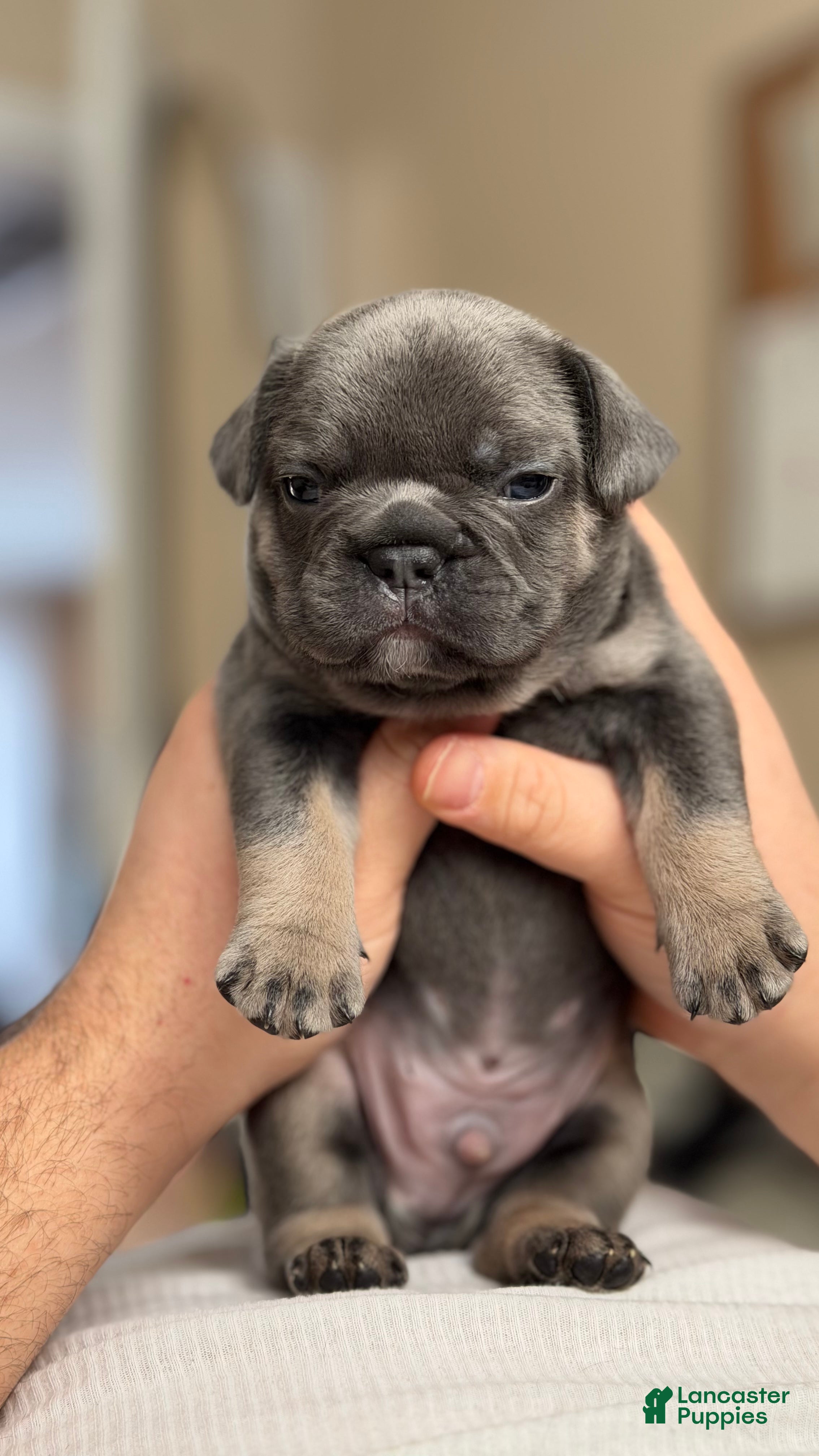 French Bulldog dogs for sale: Smokey - Ad 3