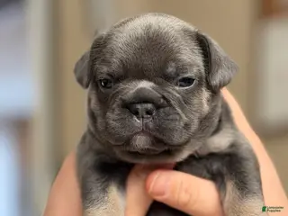 French Bulldog dogs for sale: Smokey - Ad 3