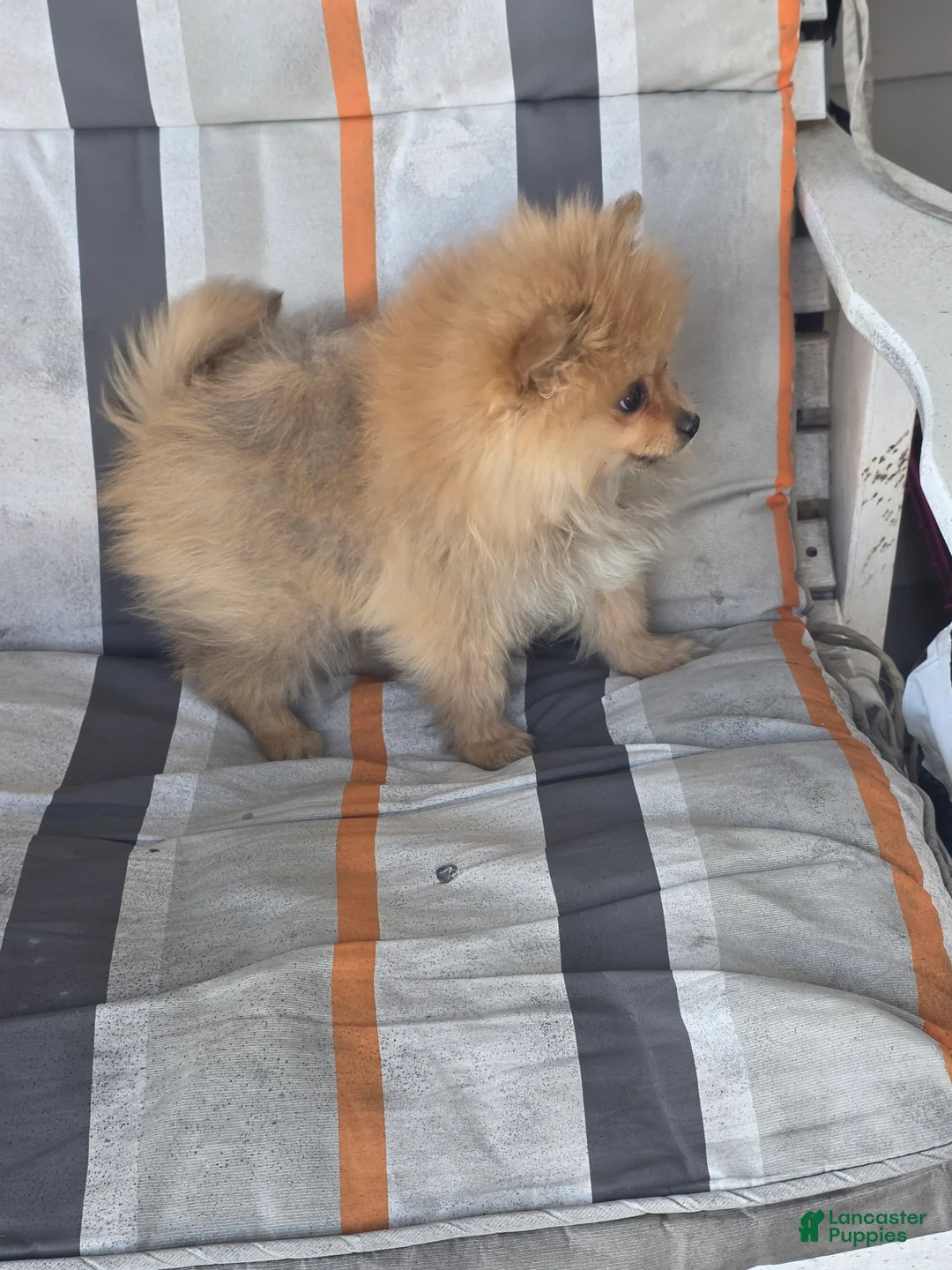 Pomeranian dogs for sale: Pete - Ad 3
