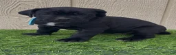 Cane Corso dogs for sale: Lotus  - Ad 4