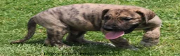 Great Dane dogs for sale: Murphy - Ad 5