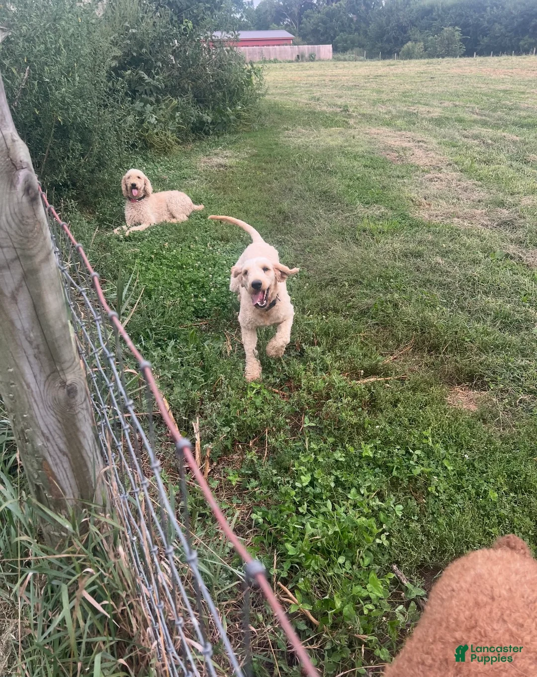 Goldendoodle dogs for sale: Goldendoodle Puppy 10 - Ad 2