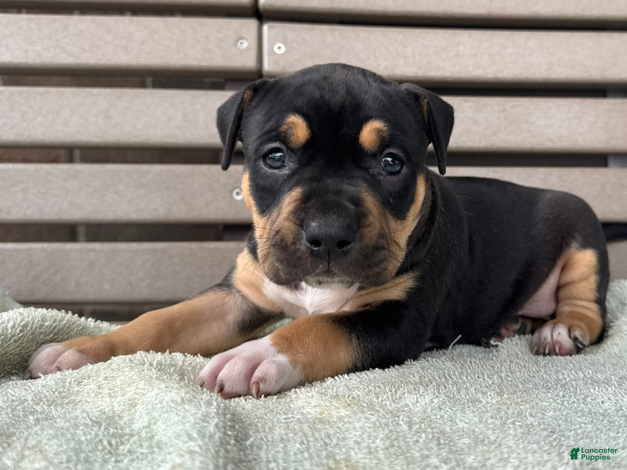 American Bully dogs Gia - Ad 2