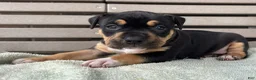 American Bully dogs for sale: Gia - Ad 2
