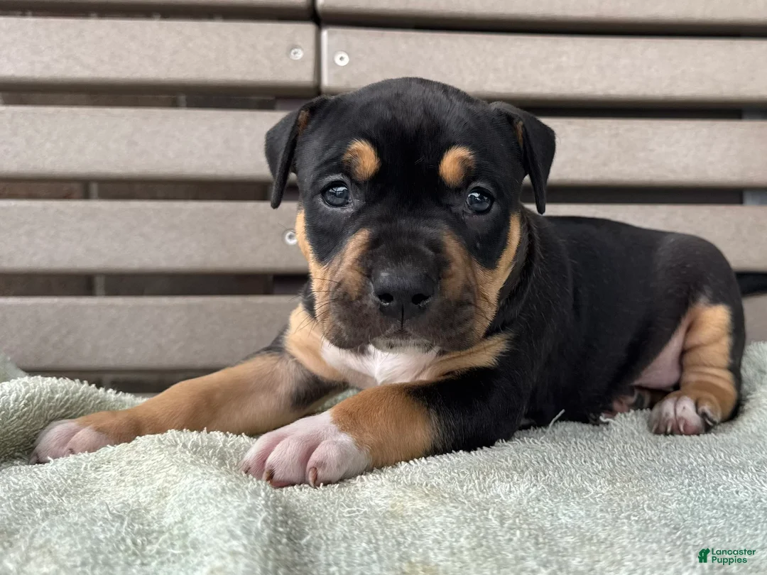 American Bully dogs for sale: Gia - Ad 2