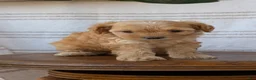 Cavapoo dogs for sale: Malia - Ad 6