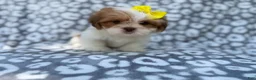 Lhasa Apso dogs for sale: Grace - Ad 2