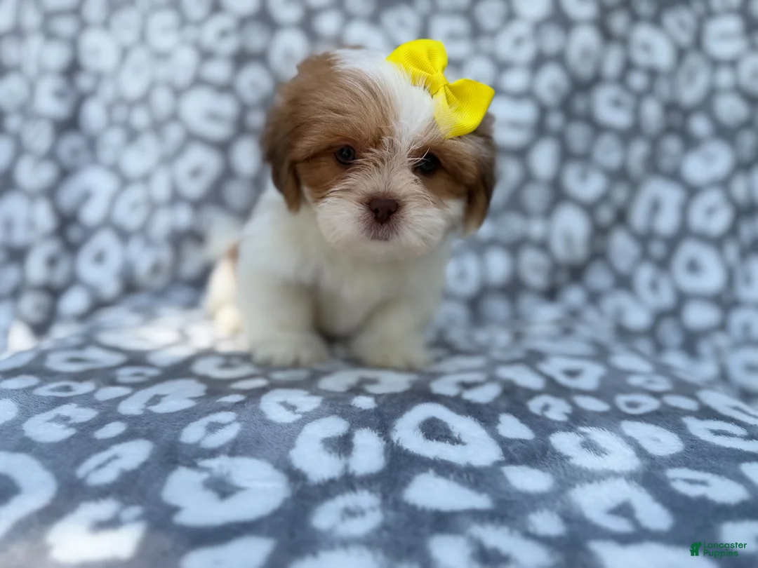 Lhasa Apso dogs for sale: Grace - Ad 2