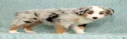 Australian Shepherd dogs for sale: Callie - Ad 5