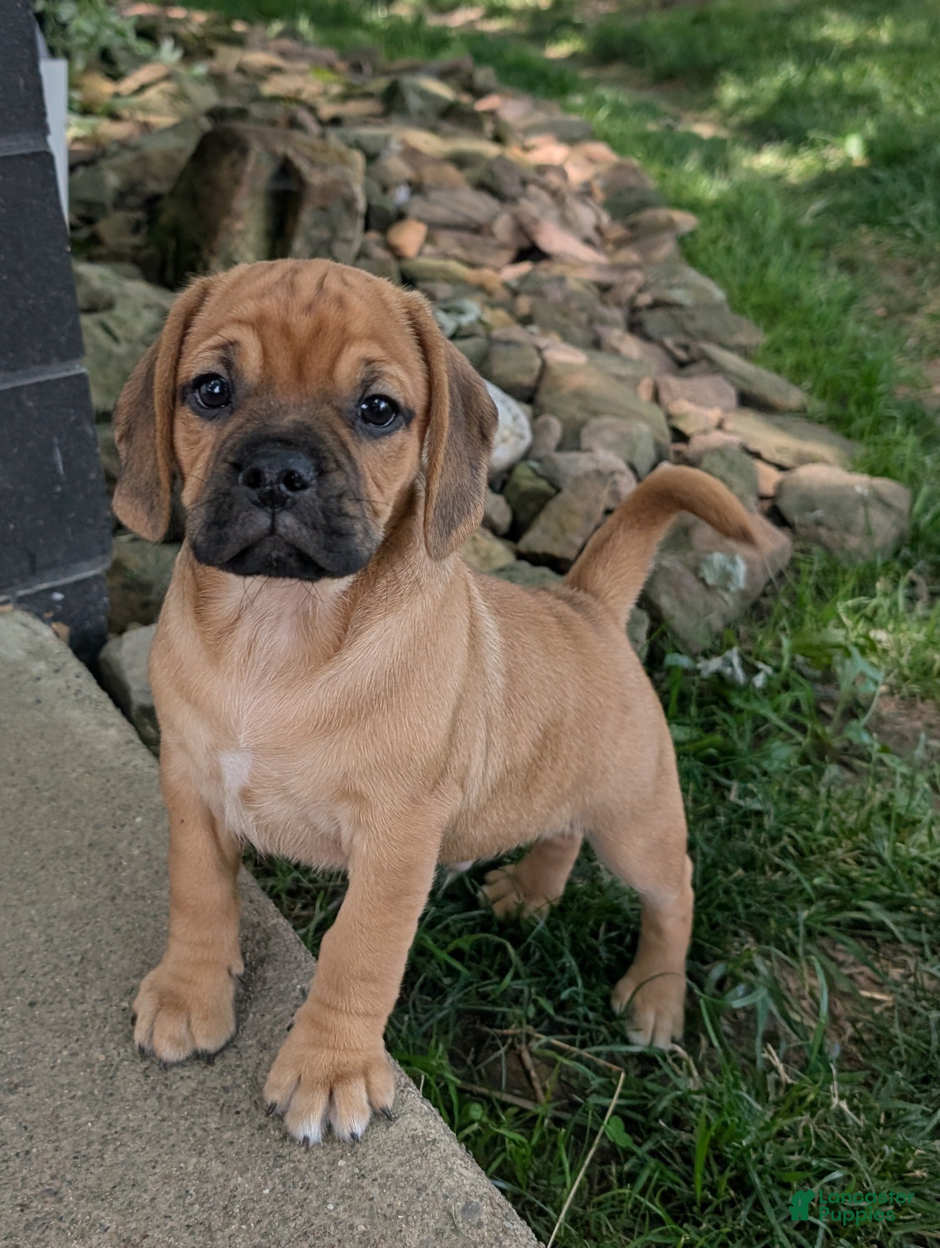 Puggle dogs Kobe  - Ad 2