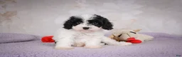 Cavapoo dogs for sale: Casey - Ad 7