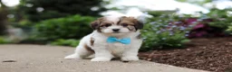 Cavachon dogs for sale: Teddy - Ad 3