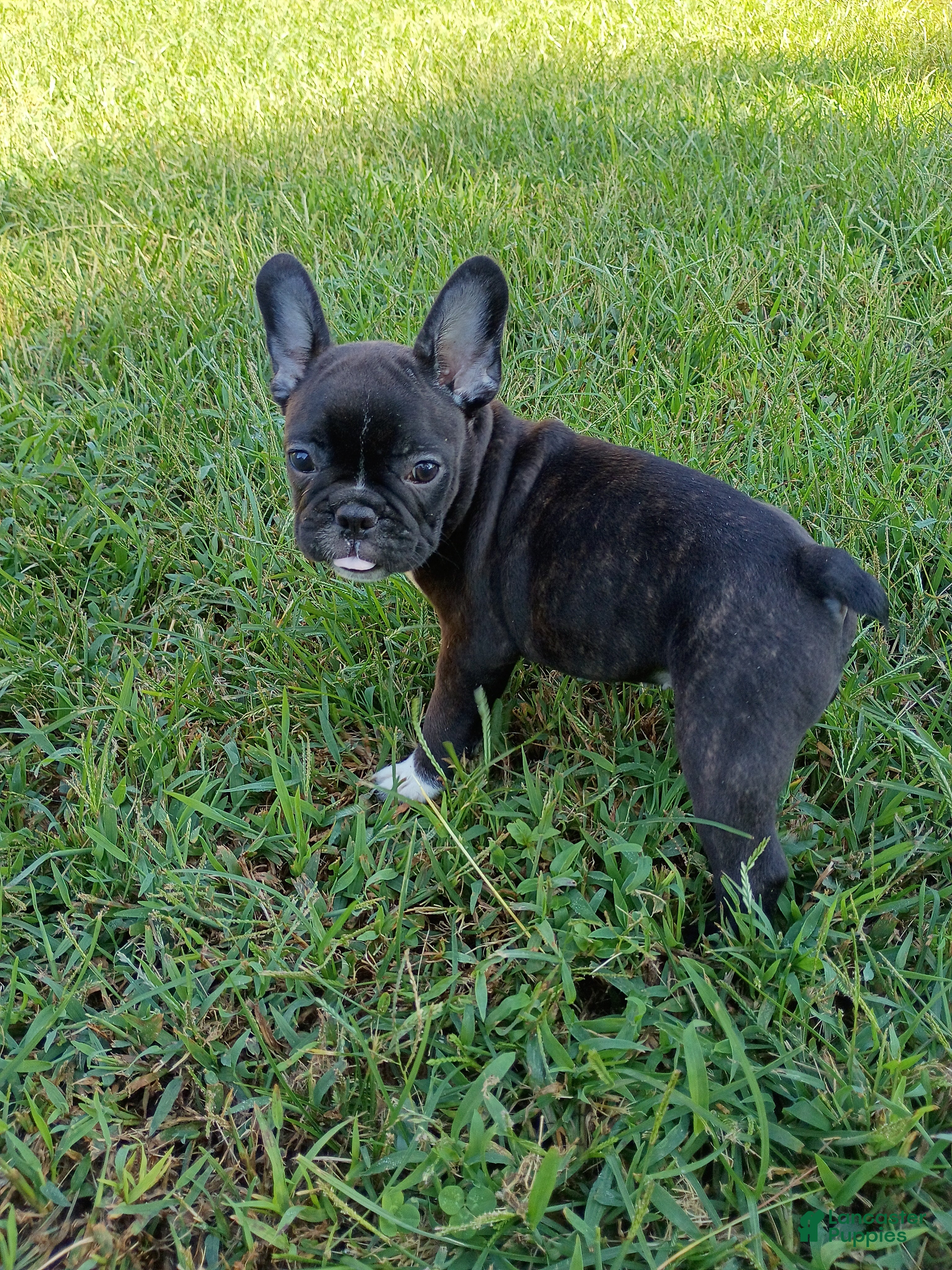 Mixed Breed dogs Storm - Ad 2