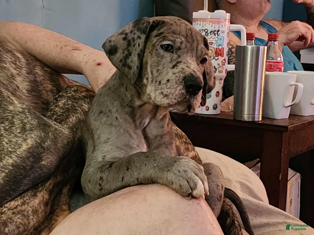 Great Dane dogs for sale: Prince Charming - Ad 9