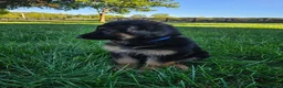 German Shepherd dogs for sale: Sarge - Ad 5