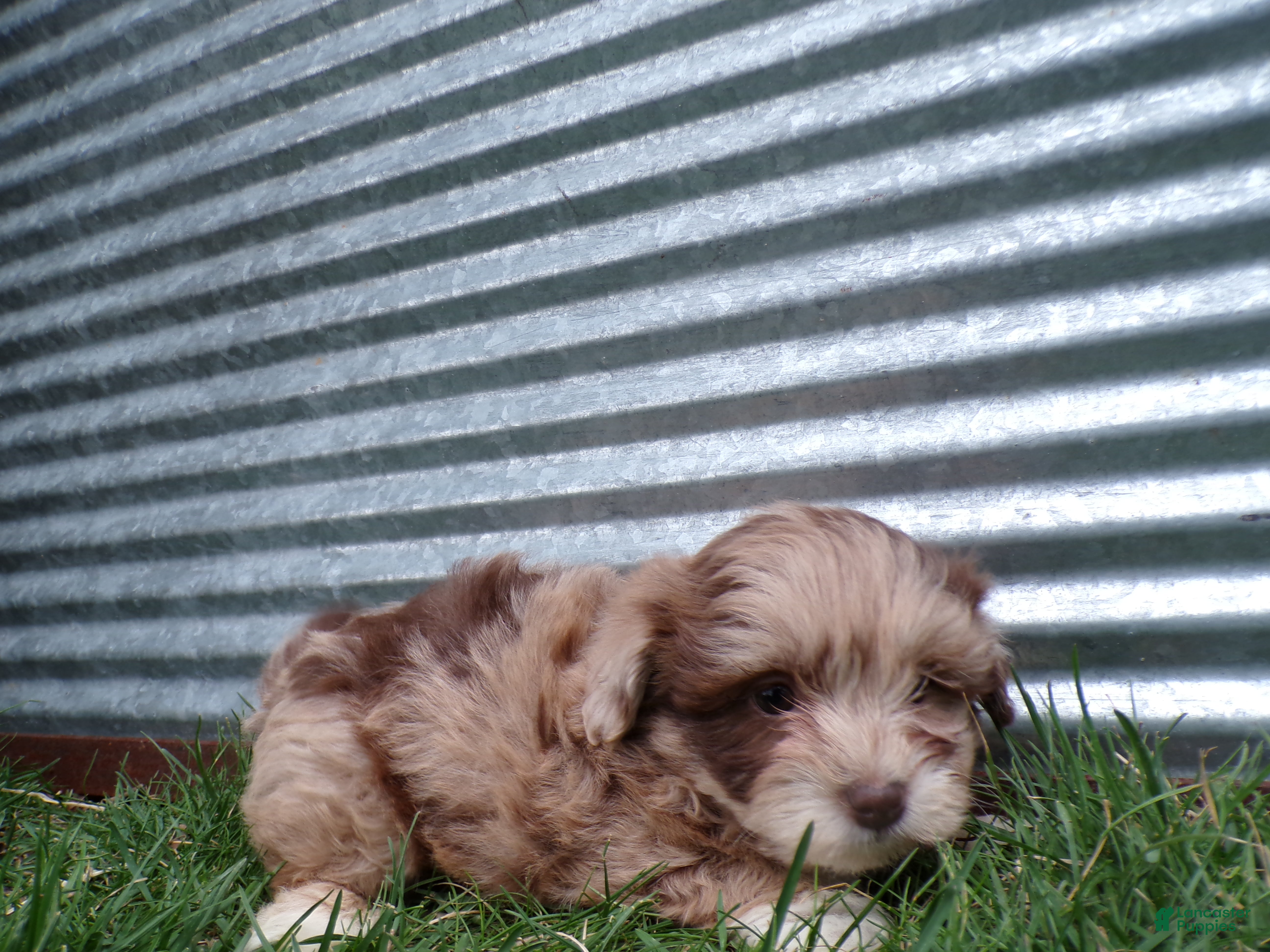 Shihpoo dogs Piper - Ad 1