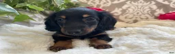 Miniature Dachshund dogs for sale: Callie - Ad 6