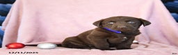 Labrador Retriever dogs for sale: Archie - Ad 1