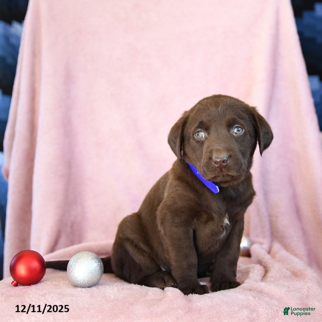 Labrador Retriever dogs for sale: Archie - Ad 1