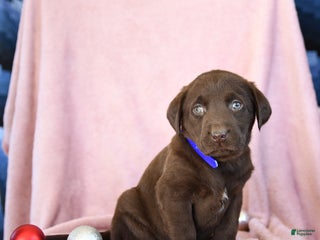 Labrador Retriever dogs Archie - Ad 2