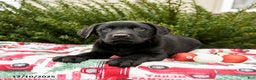 Labrador Retriever dogs for sale: Midnight - Ad 2