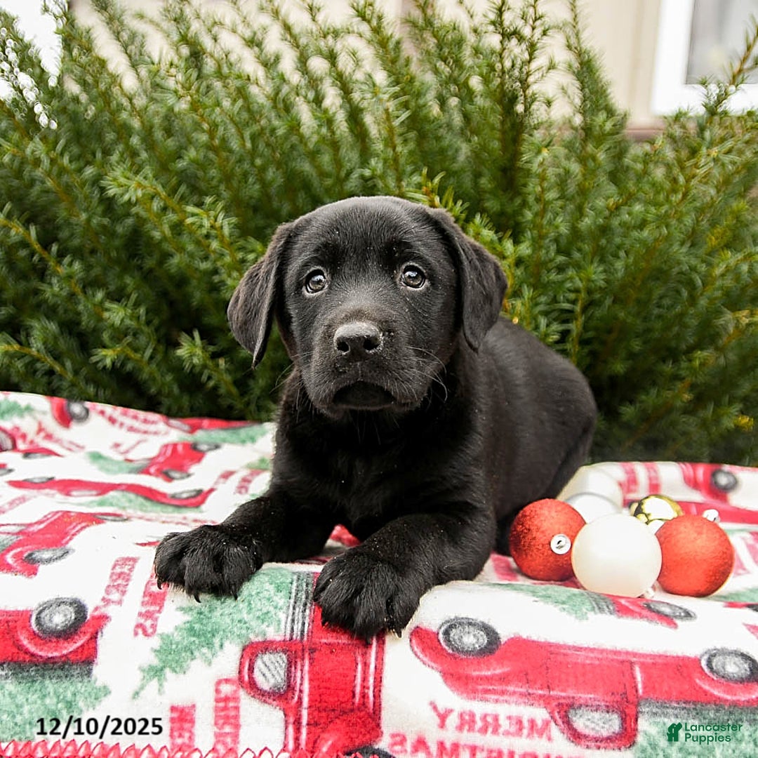 Labrador Retriever dogs for sale: Midnight - Ad 2