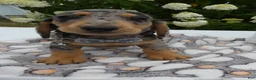 Miniature Dachshund dogs for sale: Miniature Dachshund 2 Diamond - Ad 2