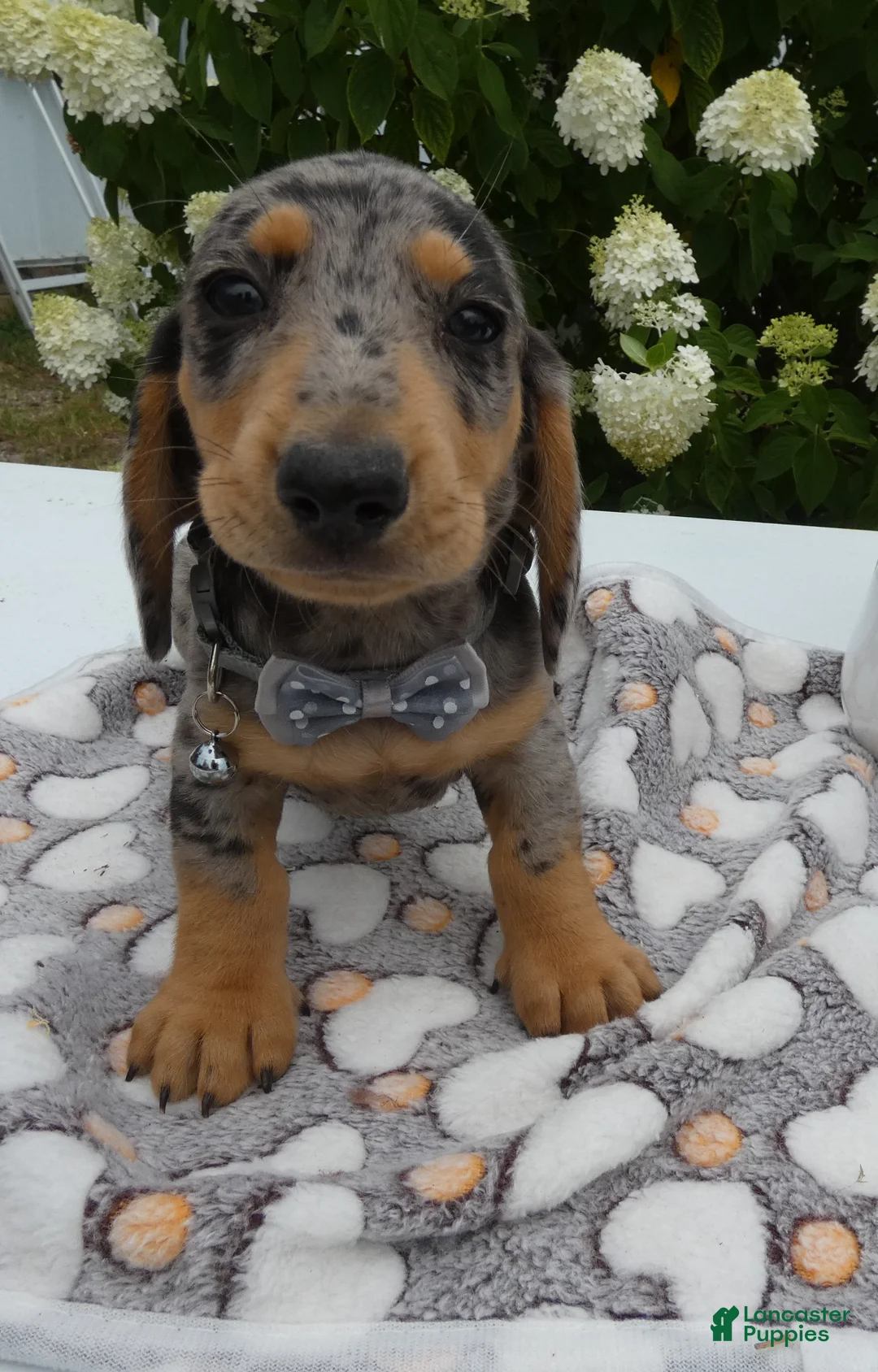 Miniature Dachshund dogs for sale: Miniature Dachshund 2 Diamond - Ad 2