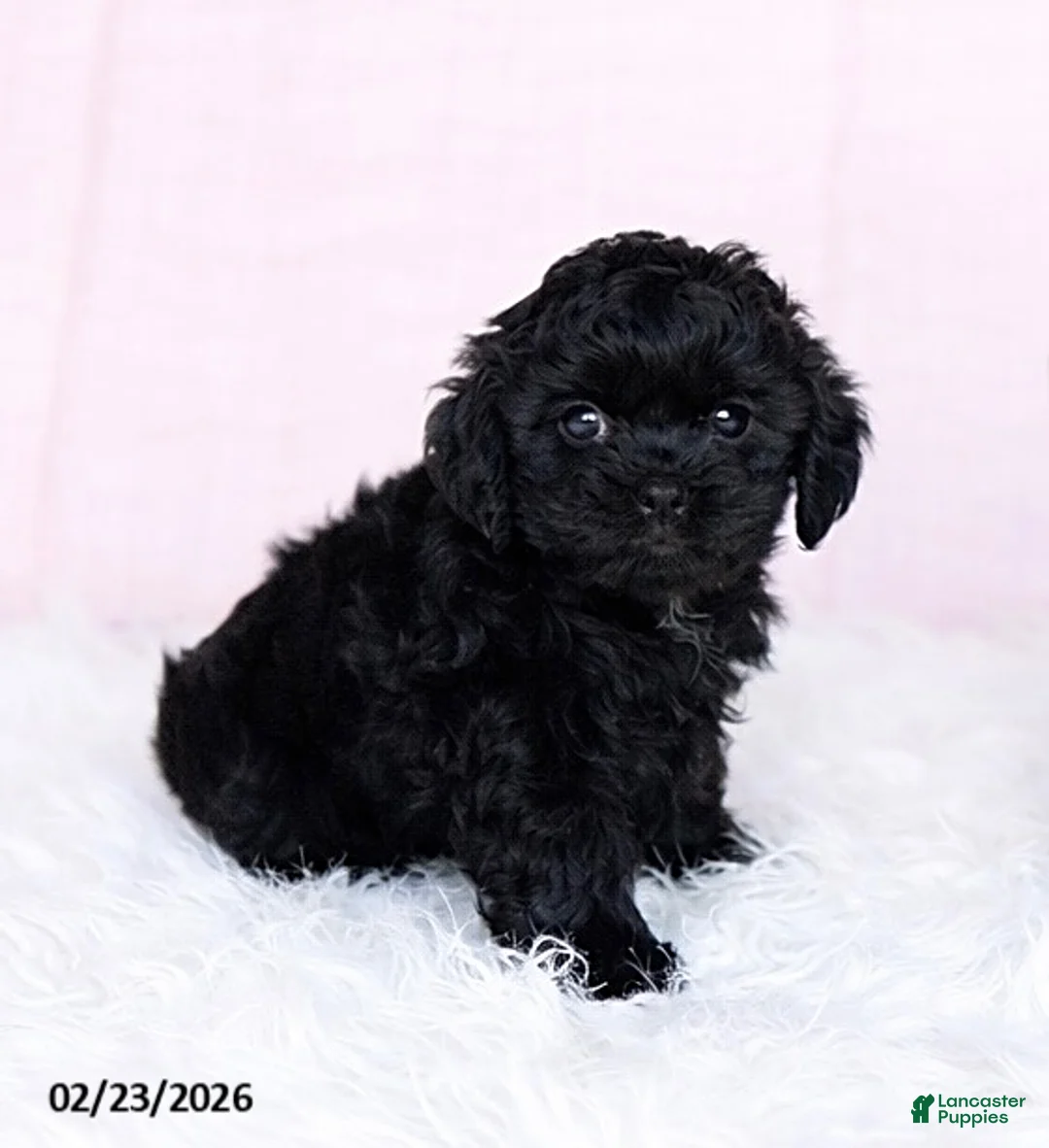 Mixed Breed dogs for sale: Bozo - Ad 2