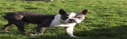 Boston Terrier dogs for sale: Sonny - Ad 8