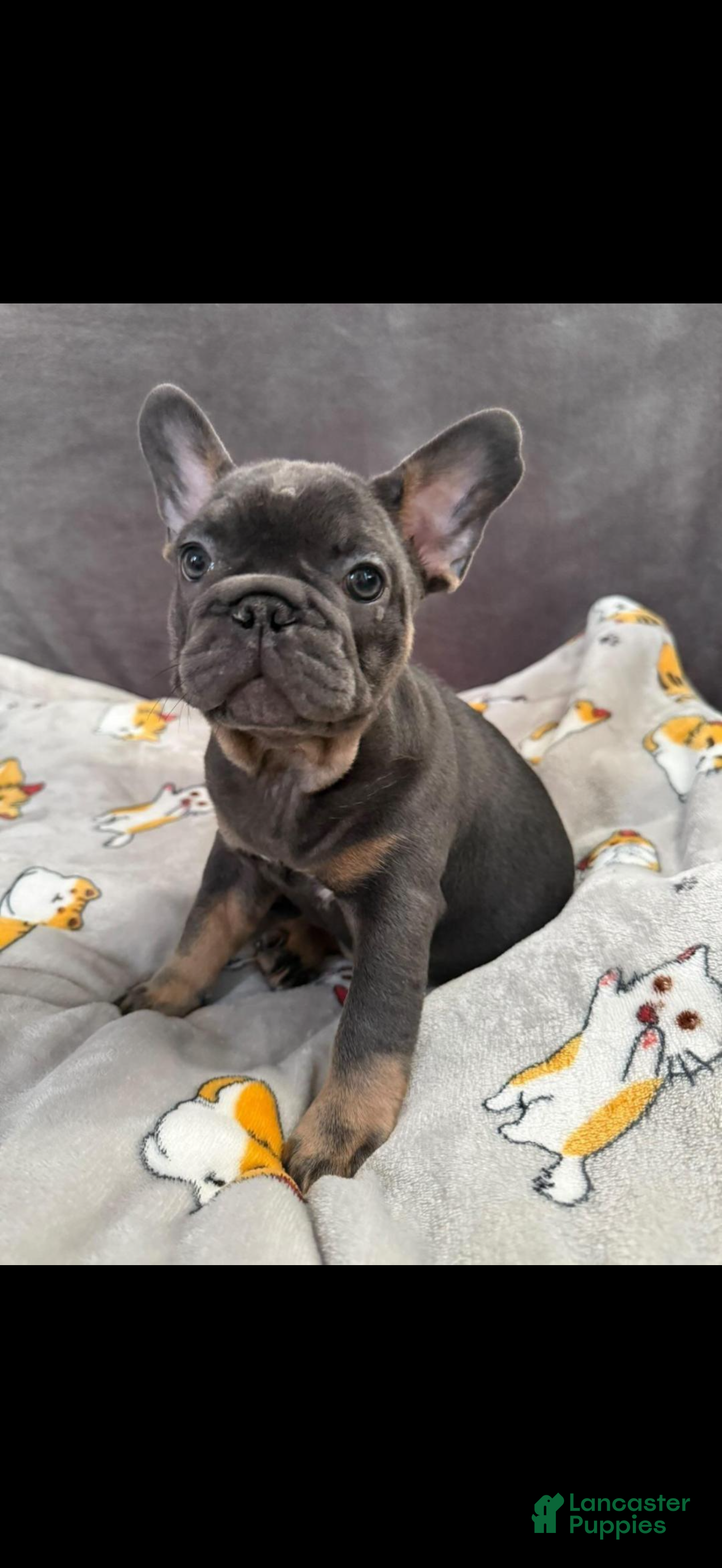 French Bulldog dogs French Bulldog 3 - Ad 8