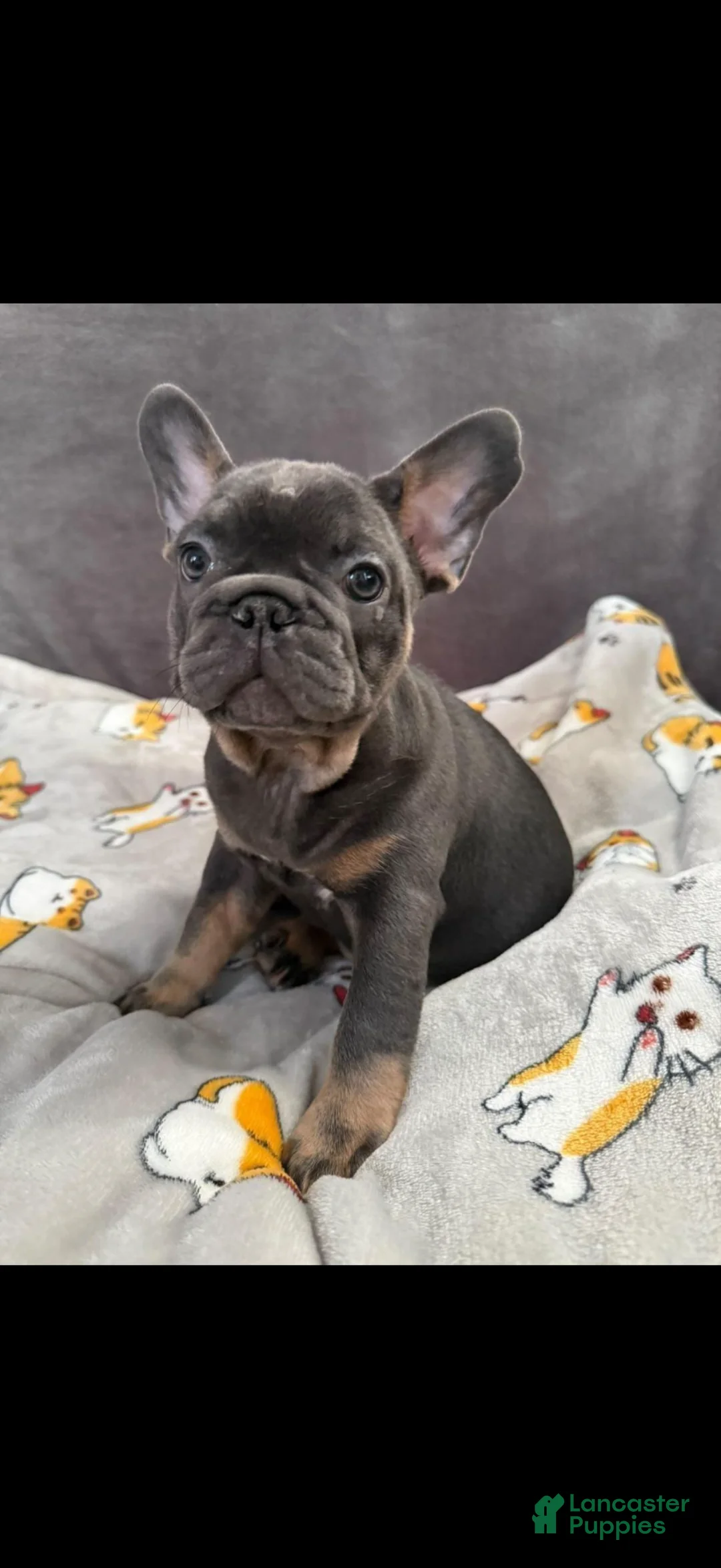 French Bulldog dogs for sale: French Bulldog 3 - Ad 1