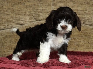 Cavapoo dogs - Ad 32