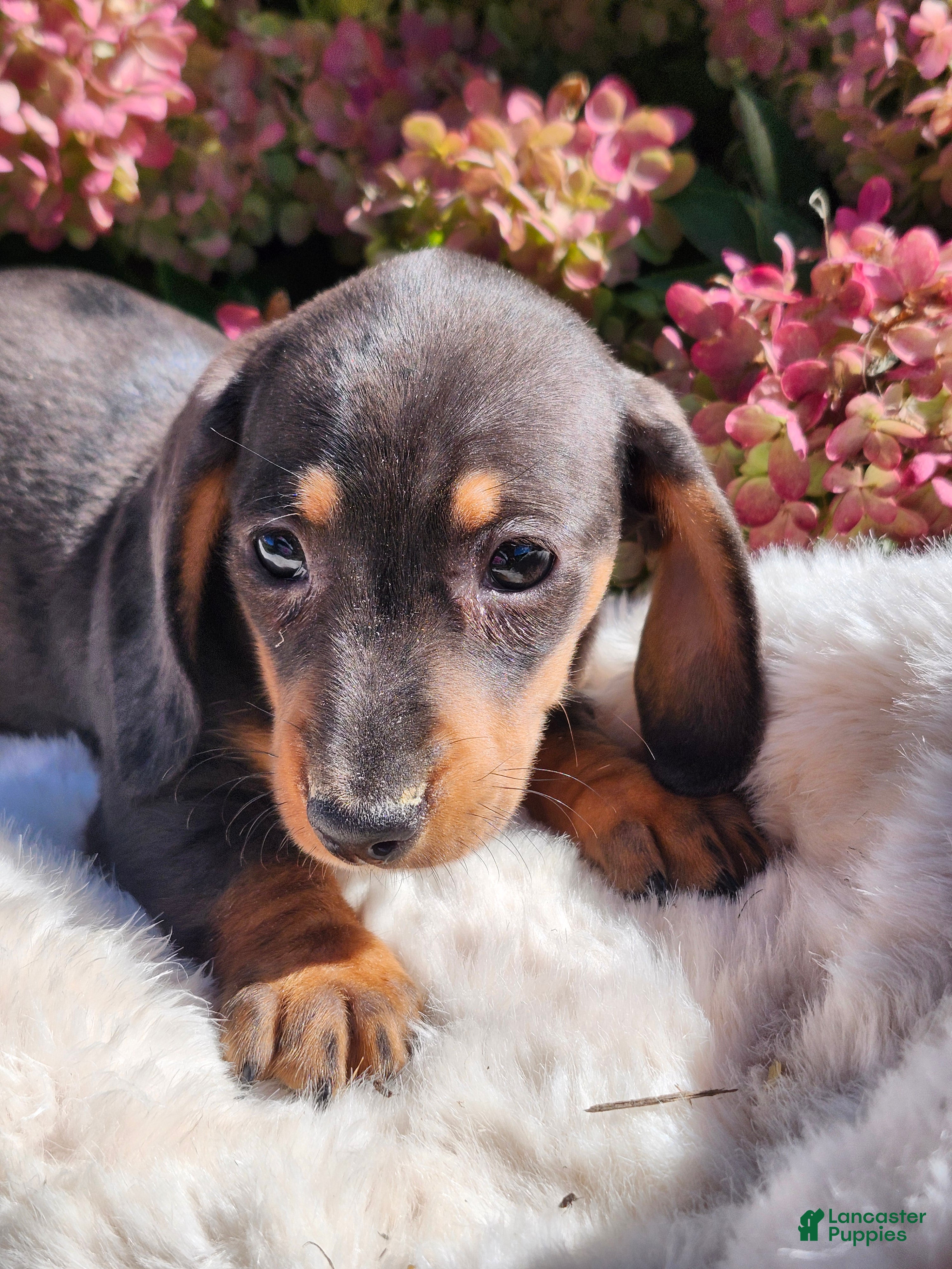 Truffle (Dachshund, Female) in Lodi, NY