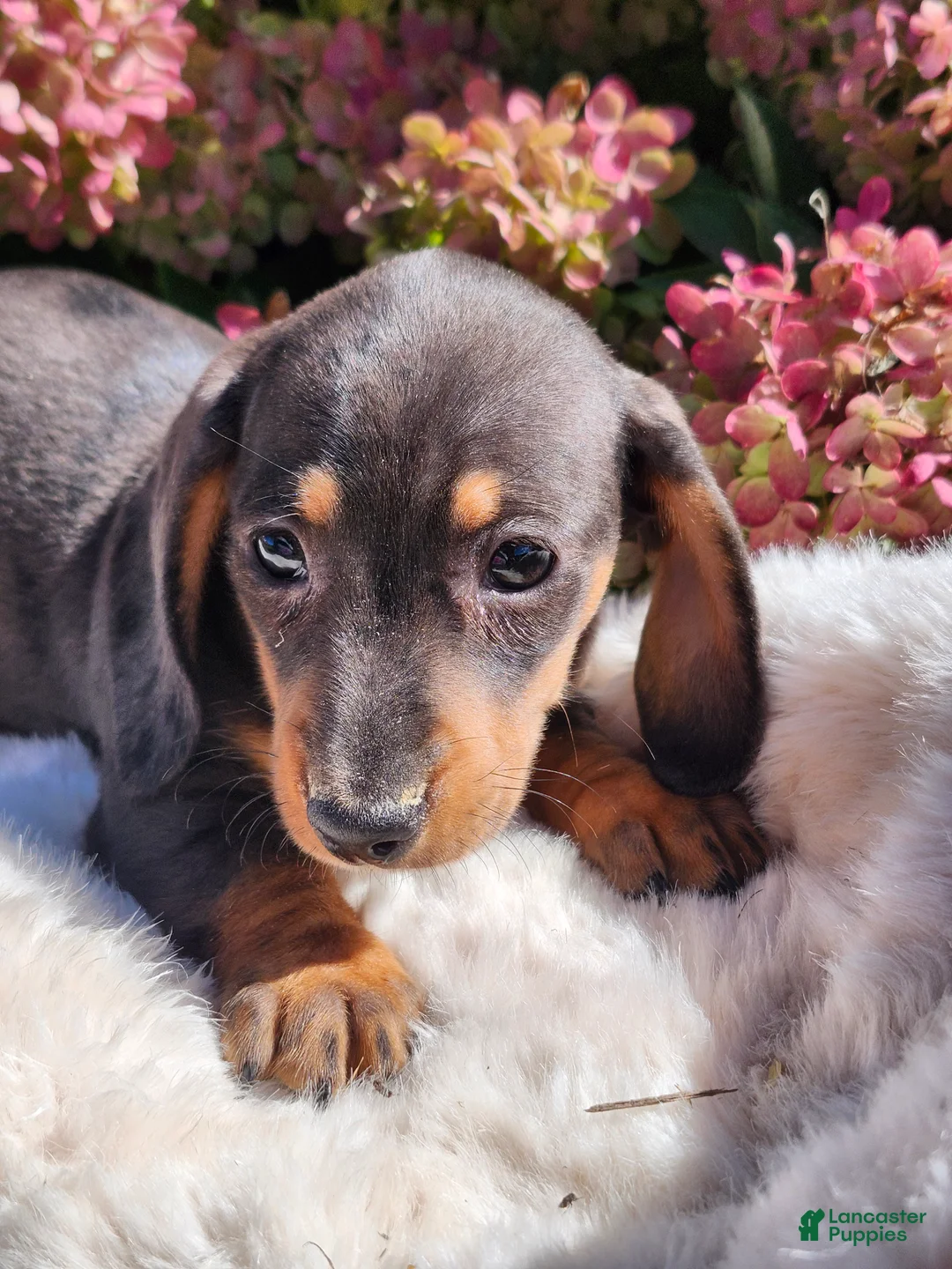 Miniature Dachshund dogs for sale: Truffle  - Ad 1