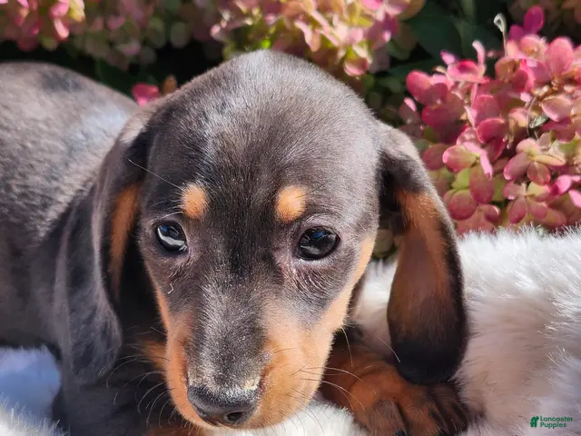 Miniature Dachshund dogs for sale: Truffle - Ad 2
